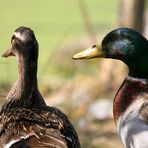 Gehst Du jetzt brüten?