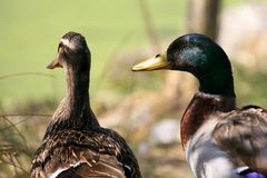 Gehst Du jetzt brüten?