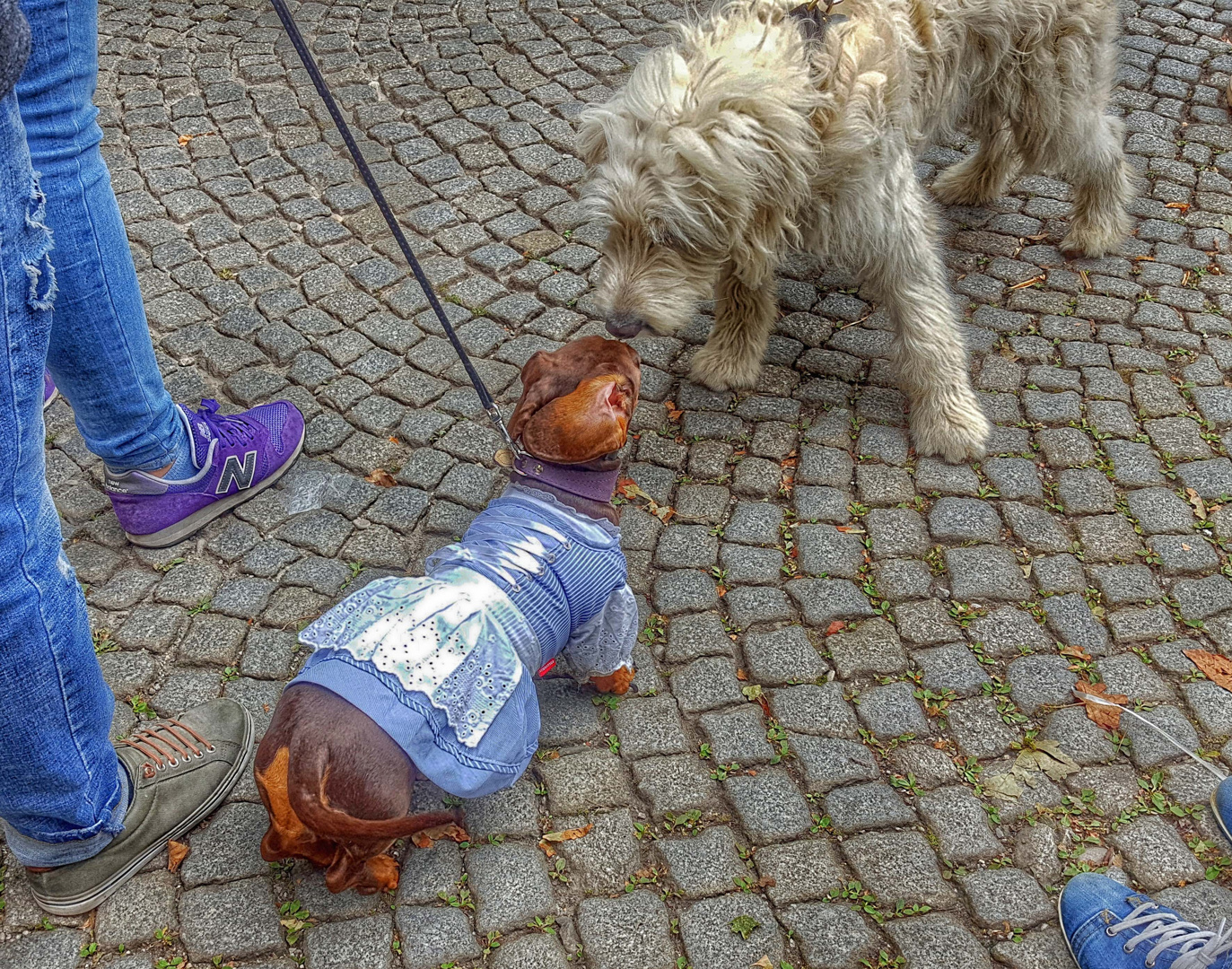 Gehst mit mir auf d´Wiesn ?