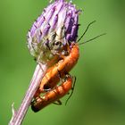 Geht auch an der Flockenblume