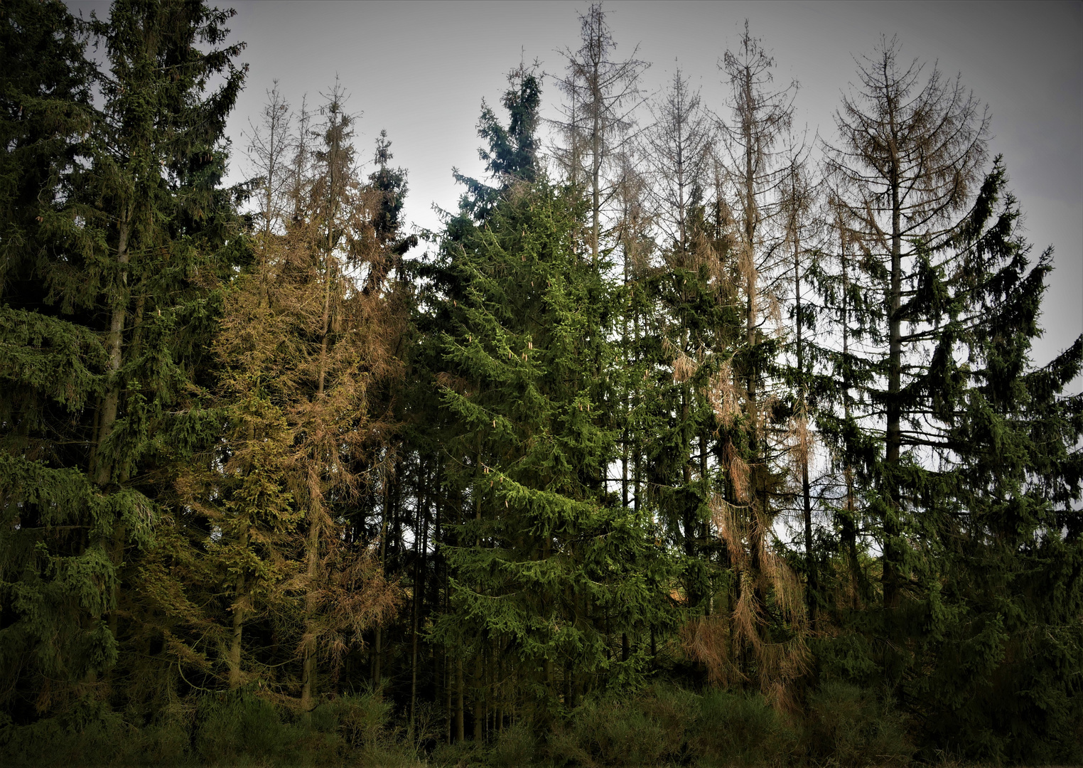 Geht die Dürre dieses Jahr im Sommer weiter? - Fichtenwald am Ahrsteig in der Eifel 2019