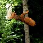 Geht doch, Eichhörnchen am Vogelhäuschen