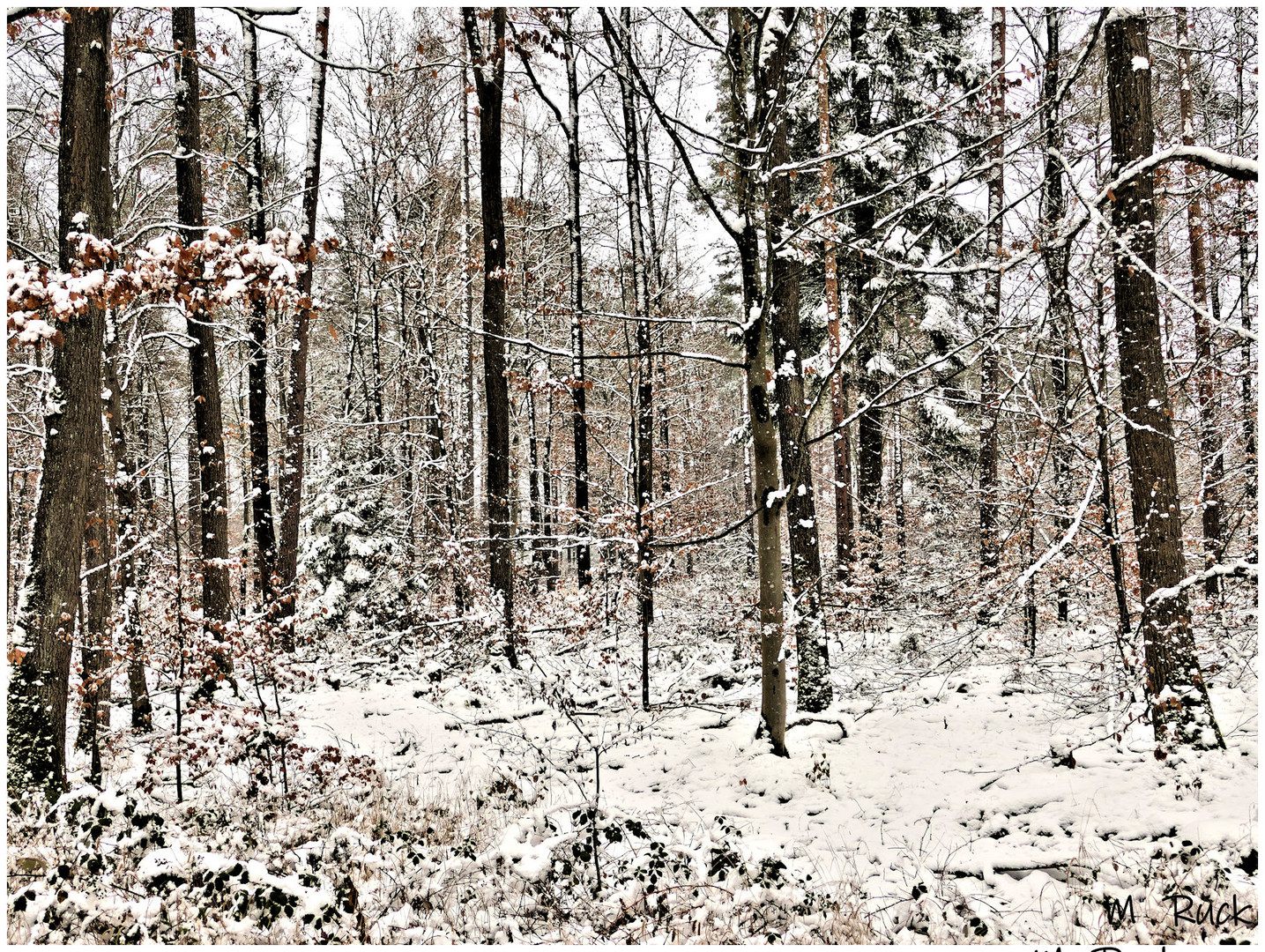 Geht mit mir in den winterlichen Wald  03 .