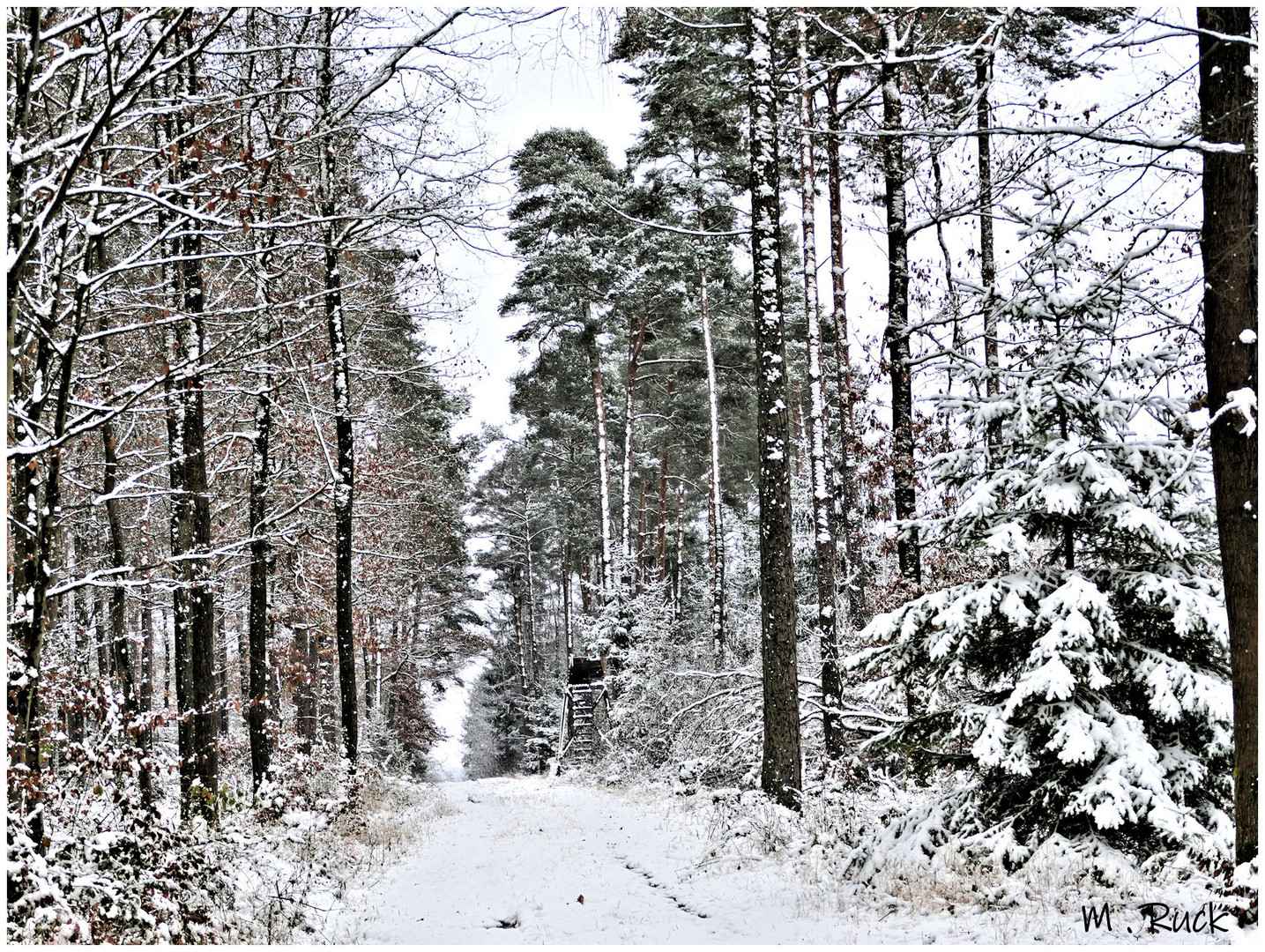 Geht mit mir in den winterlichen Wald 04 .