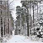 Geht mit mir in den winterlichen Wald 04 .