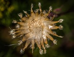 "Geht so denk ich, in Richtung .... DISTEL" - stimmt's?
