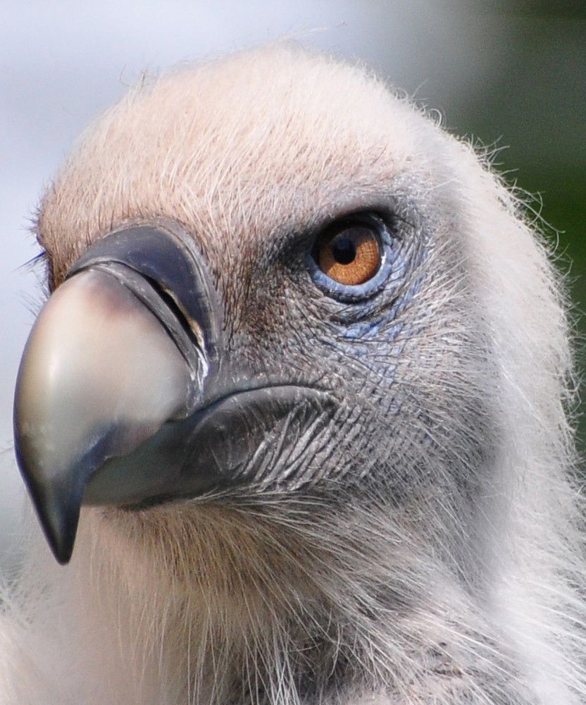 Geier Foto & Bild archiv, tierportrait, archiv 2009 2010 Bilder auf