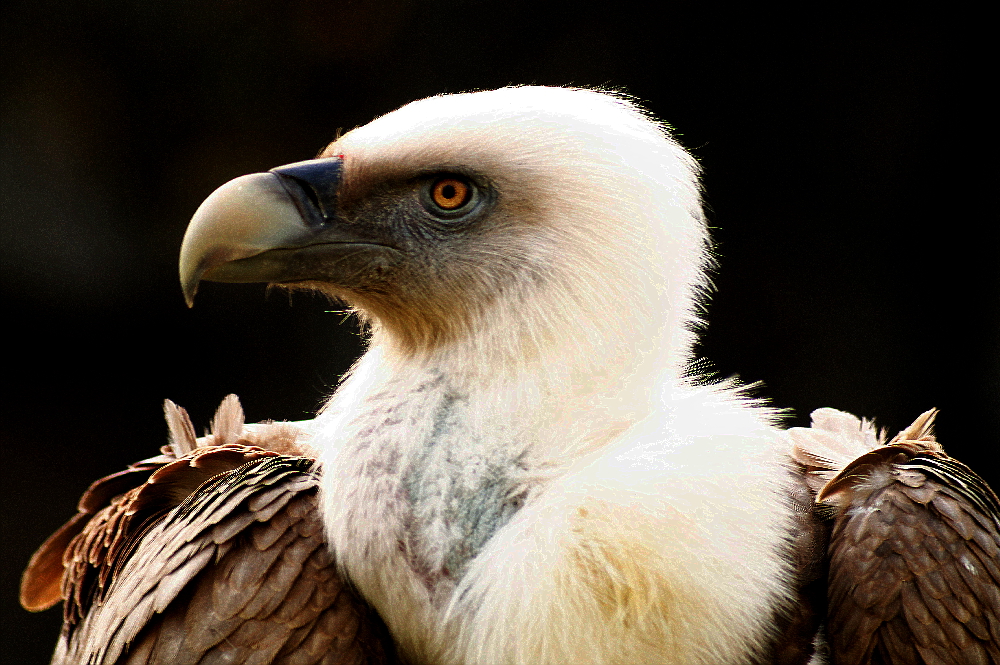 Geier Foto & Bild anfängerecke nachgefragt, nachgefragt