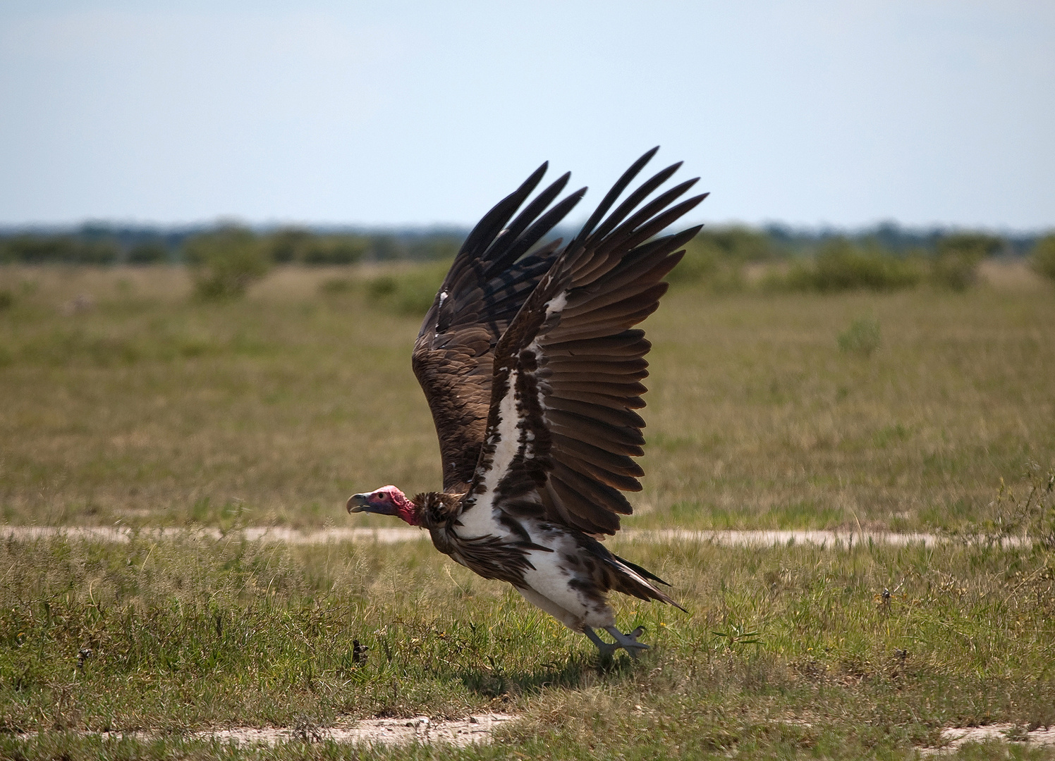 Geier Air: Ready for Take Off