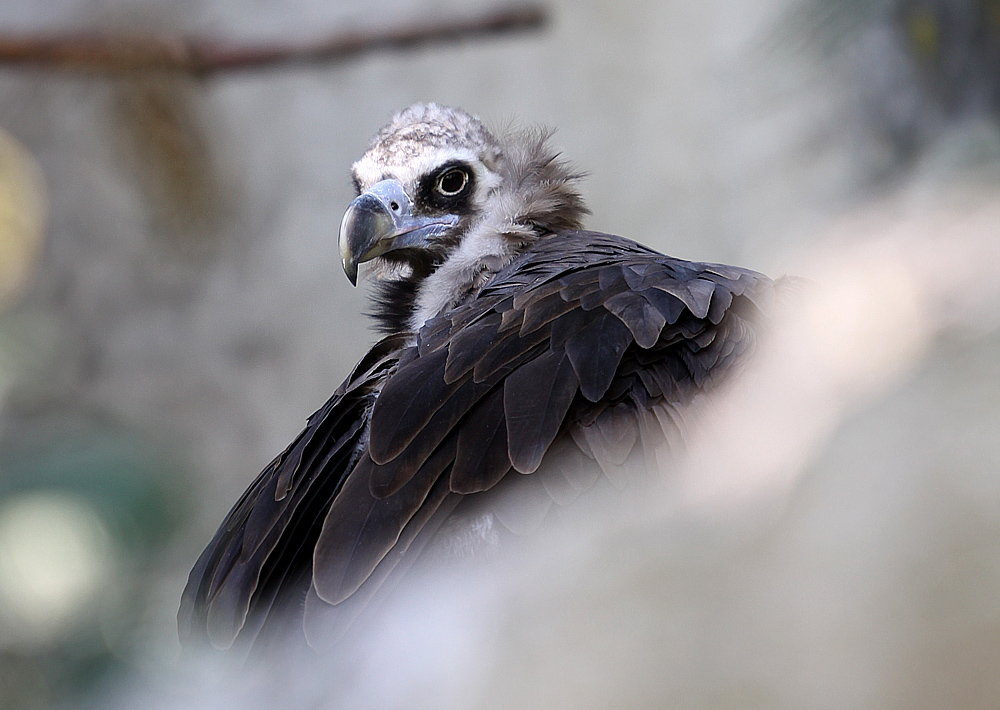 Geier Alpenzoo Innsbruck