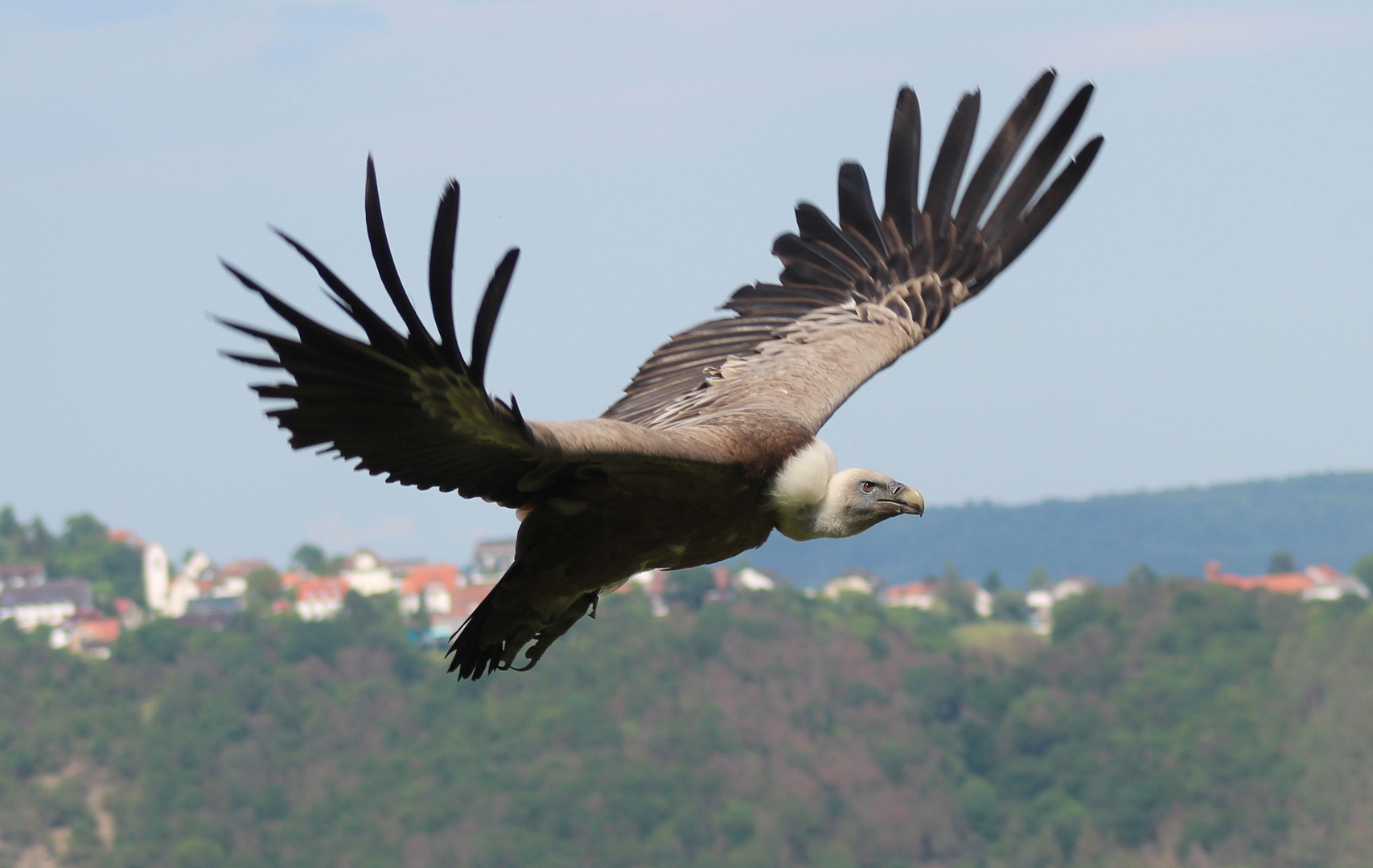 Geier am Edersee