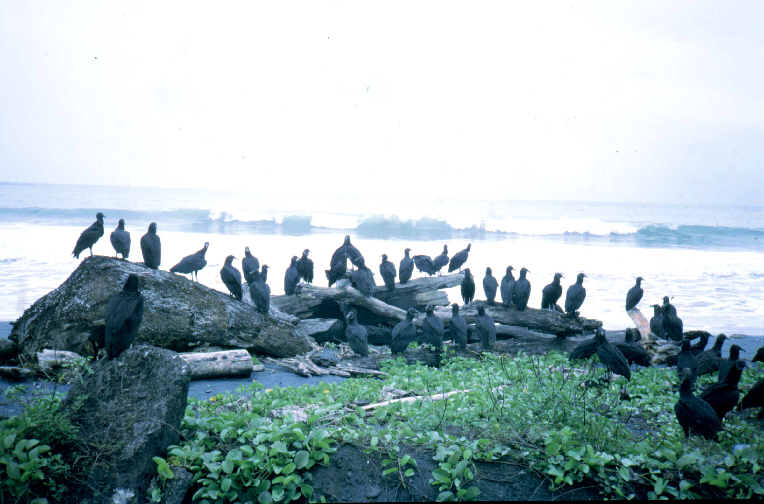 Geier am Strand von Puerto Viejo CR