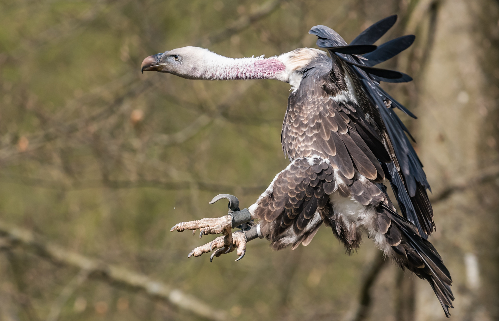 Geier Anflug