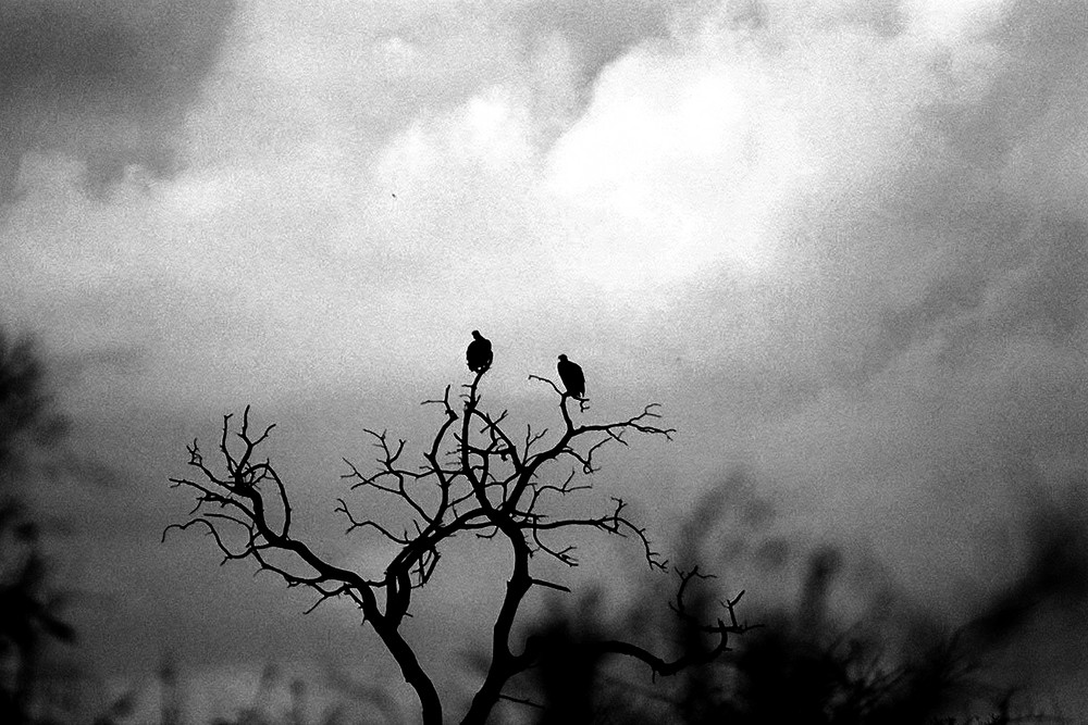 Geier auf totem Baum