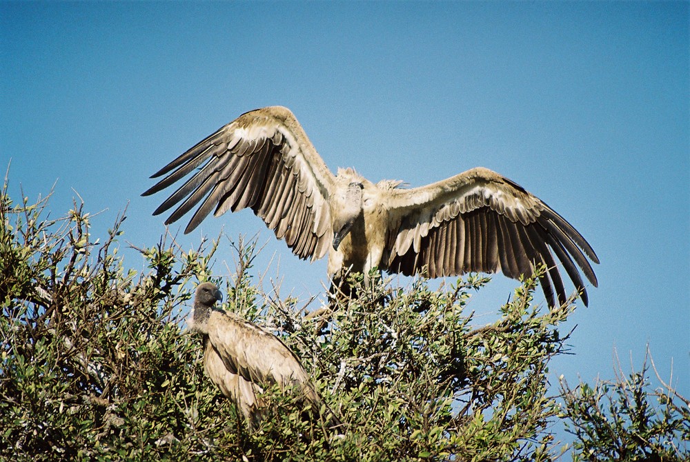 Geier beim Landeanflug