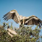 Geier beim Landeanflug