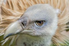 Geier beim Sonnenbad