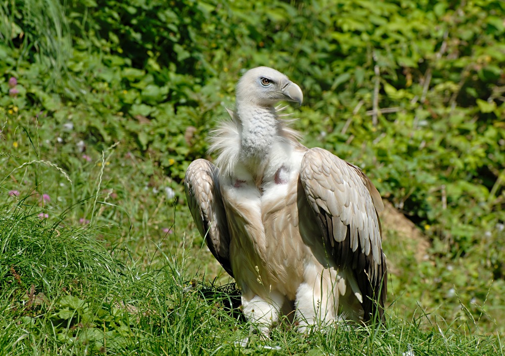 Geier beim Sonnenbad