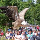 Geier beim Überflug der Falknerei Wunsiedel.