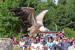 Geier beim Überflug der Falknerei Wunsiedel.