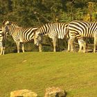 Geier besucht Zebras