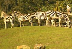 Geier besucht Zebras