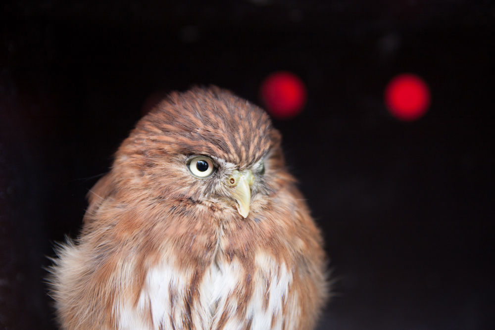 Geier von photokina-contest-2012-1 