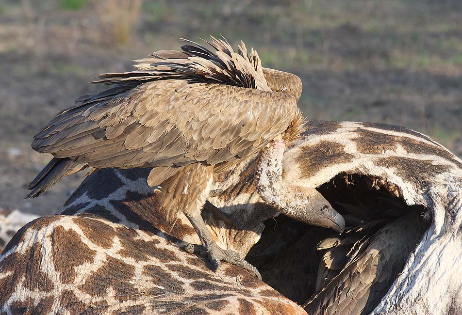 Geier guckt in Giraffe rein