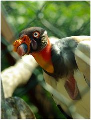 Geier hinter Gittern