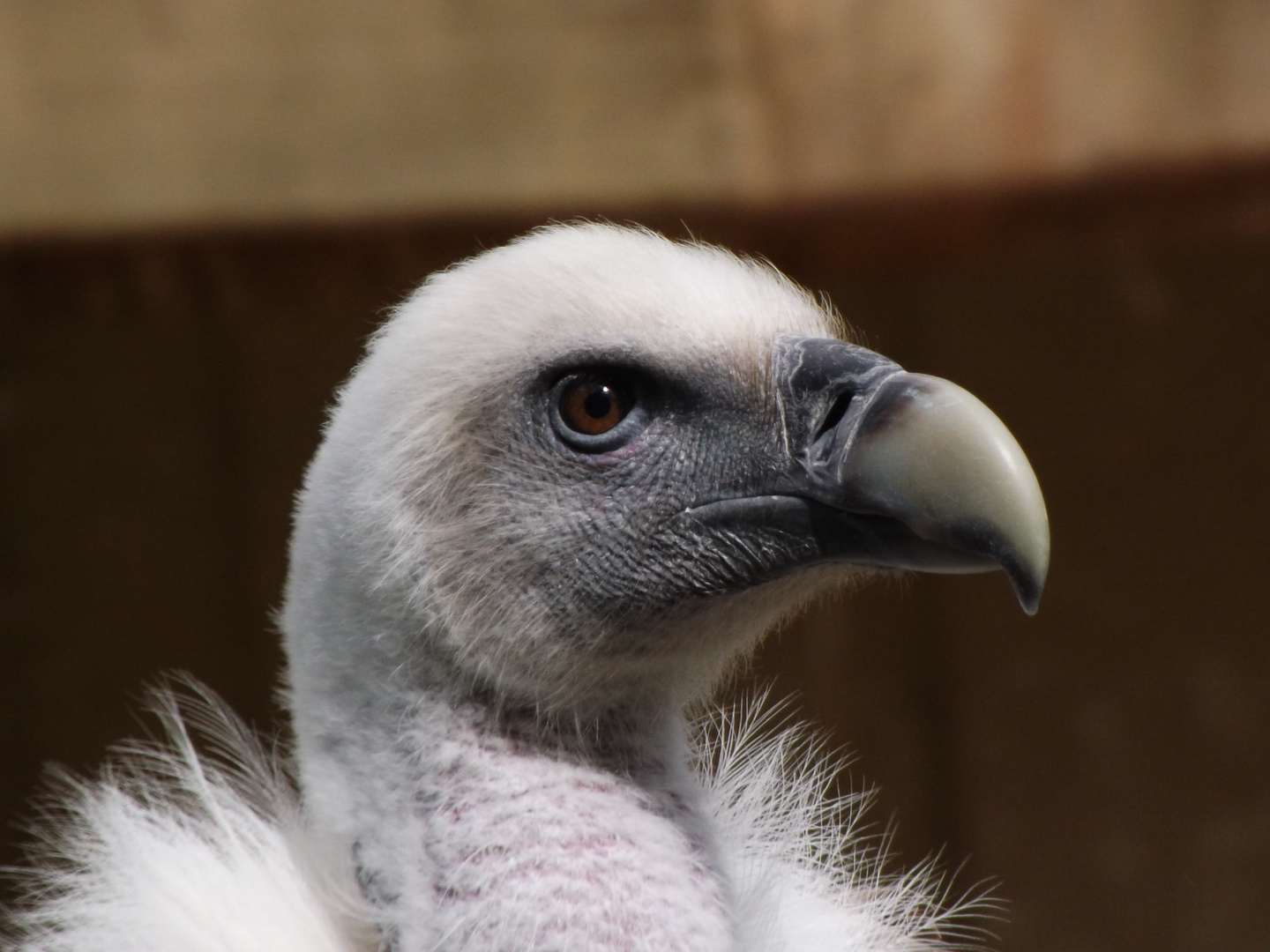 Geier im Allwetterzoo Münster