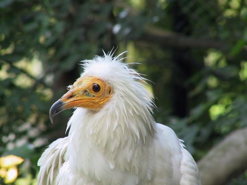 Geier im Alpenzoo