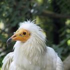 Geier im Alpenzoo