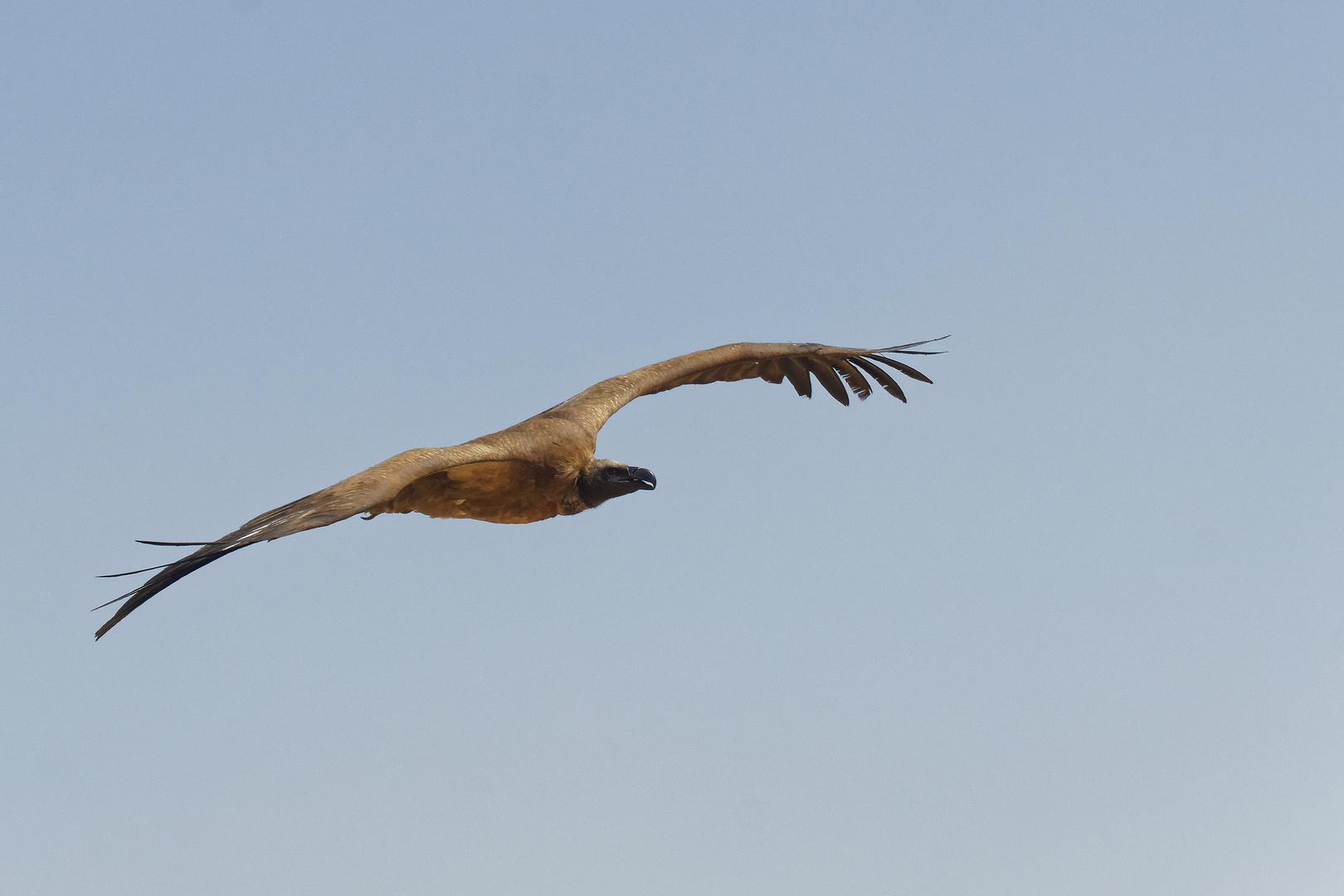 Geier im Anflug