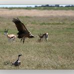 Geier im Anflug