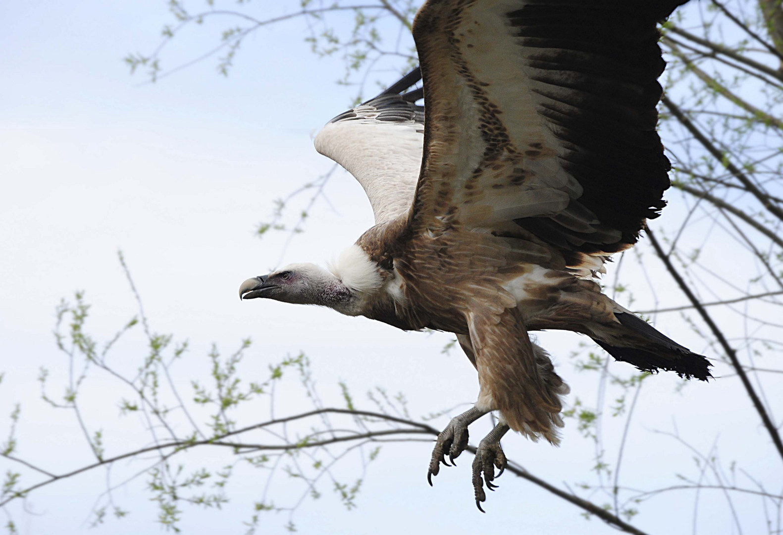 Geier im Anflug