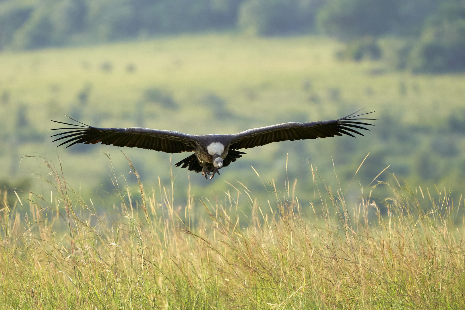 Geier im Anflug 