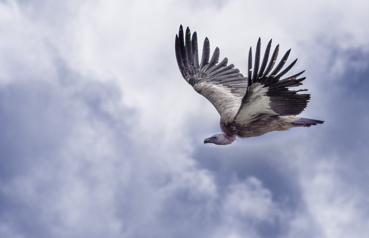 Geier im Anflug 