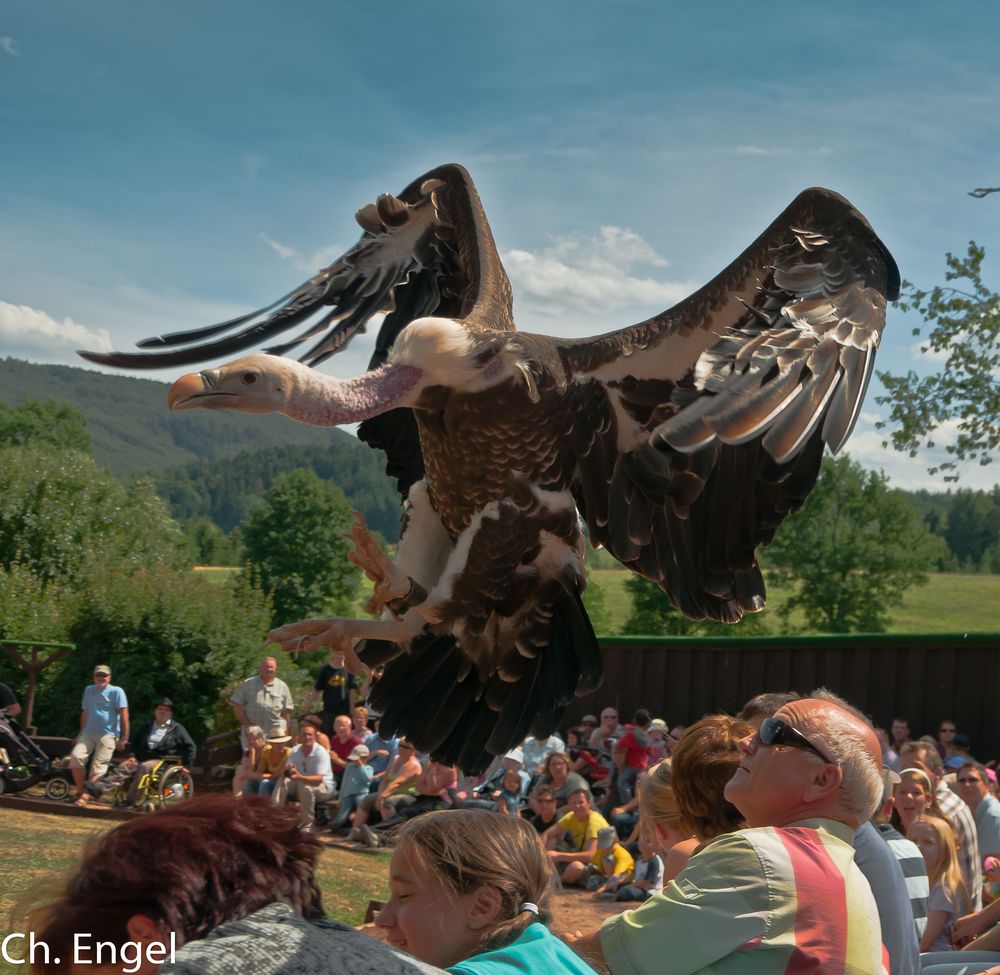 Geier im Anflug