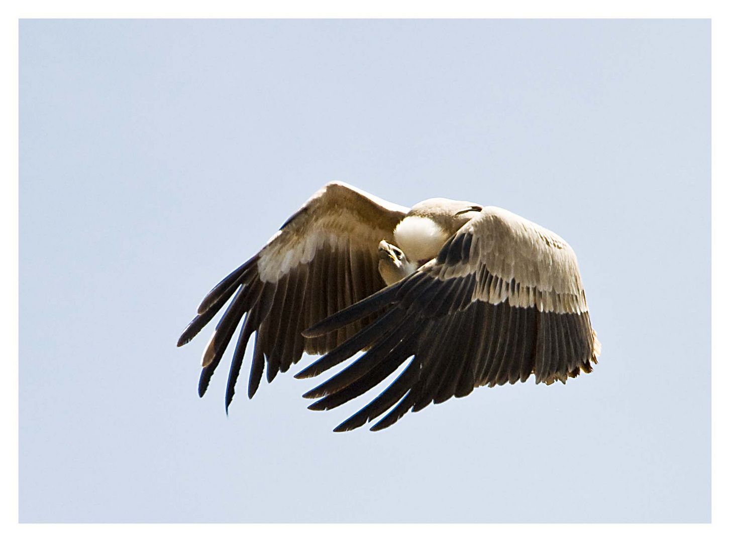 Geier im Anflug