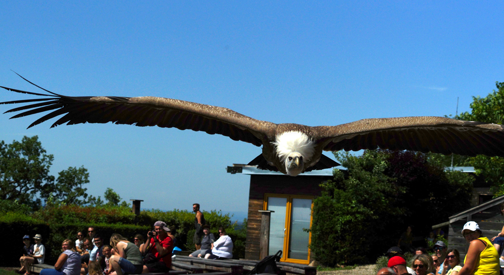 Geier im Anflug!