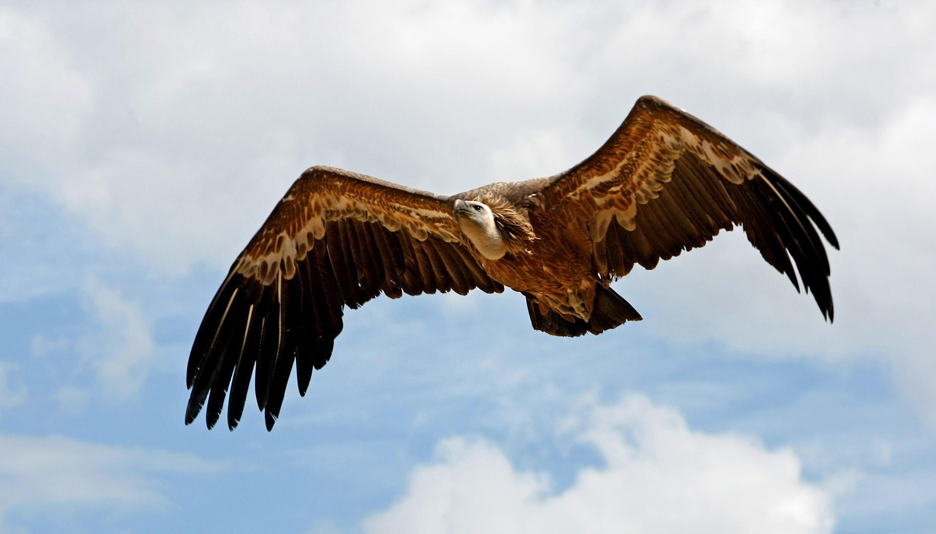 Geier im Anflug