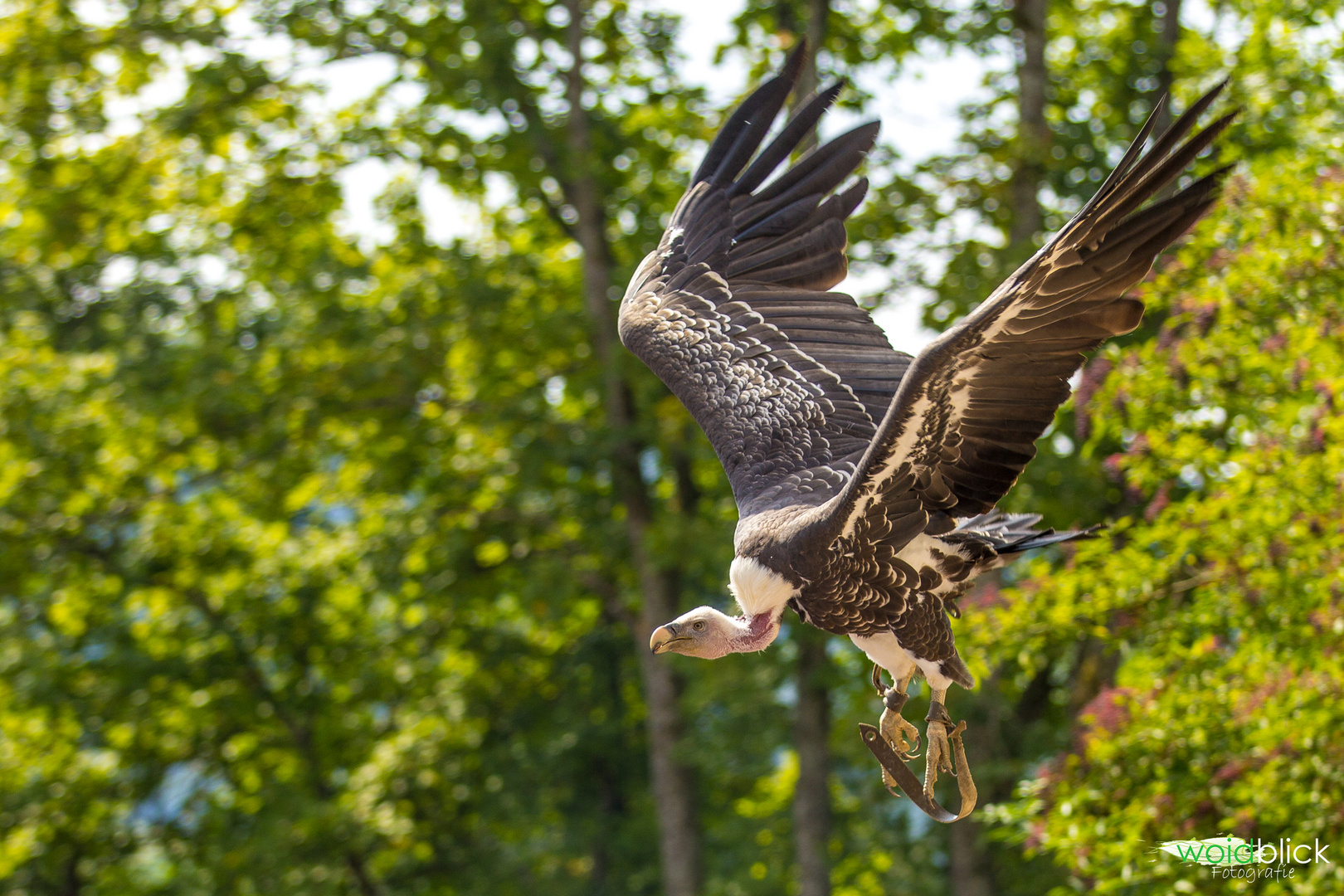 Geier im Anflug