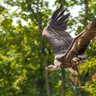 Geier im Anflug