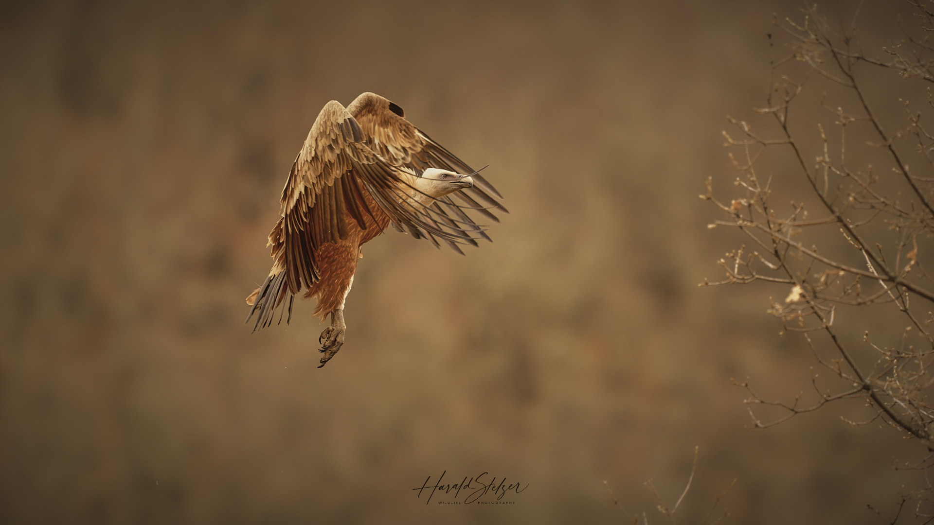 Geier im Anflug