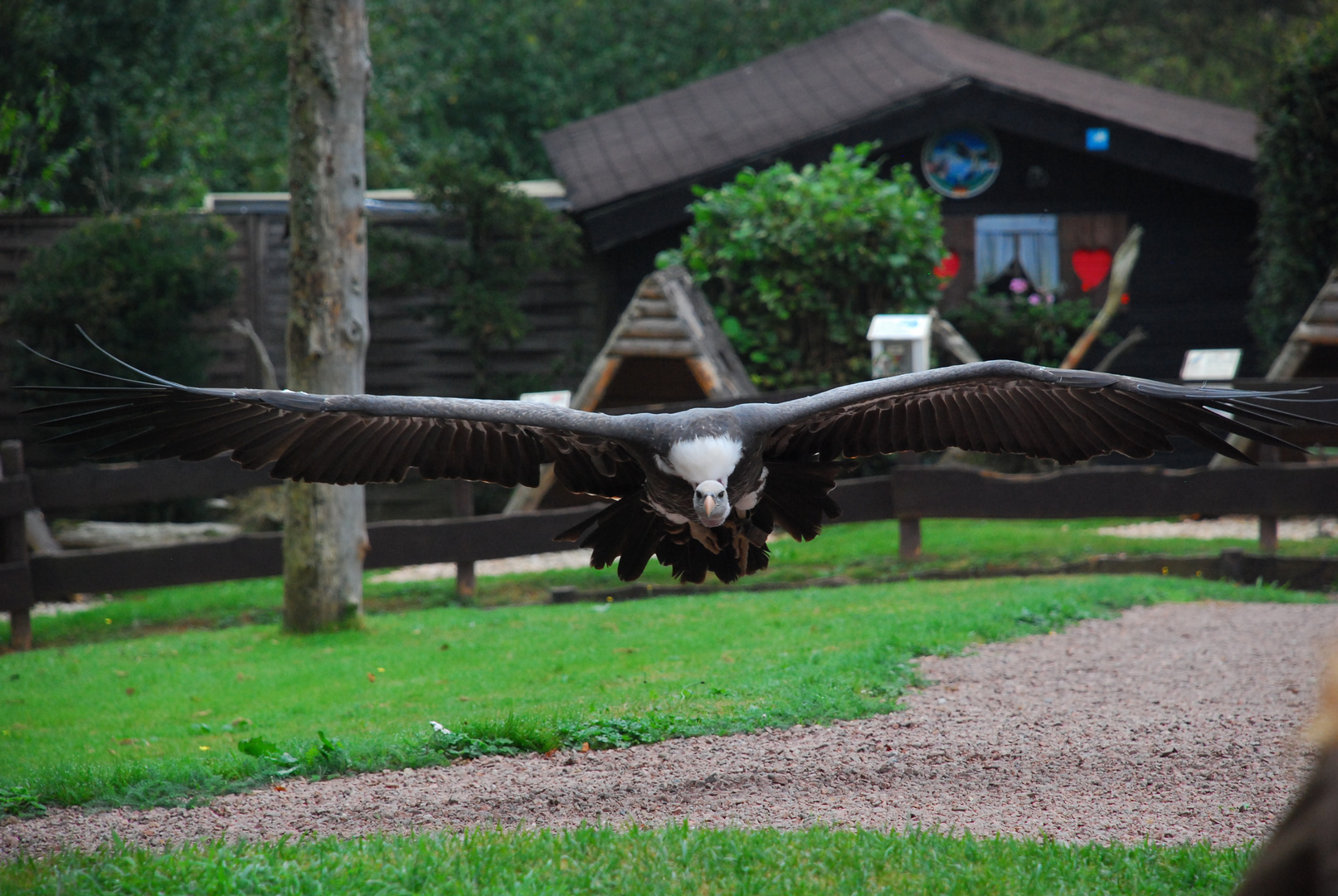 Geier im Anflug!