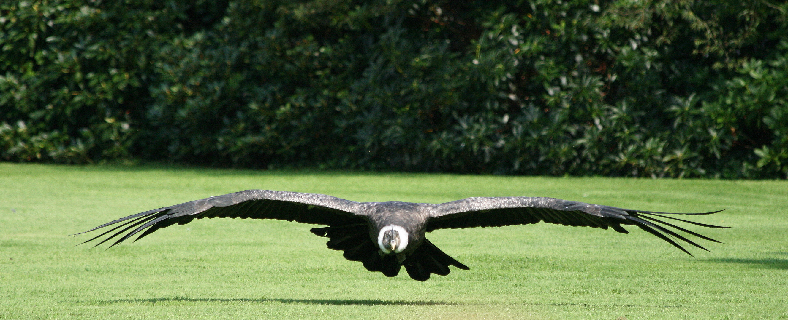 Geier im Anflug