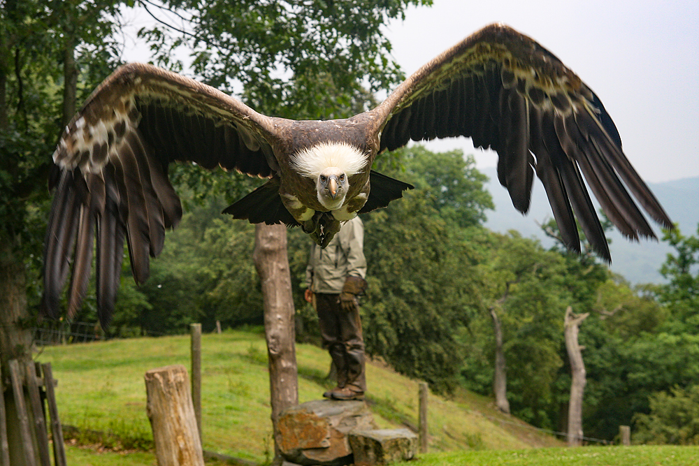 Geier im Anflug