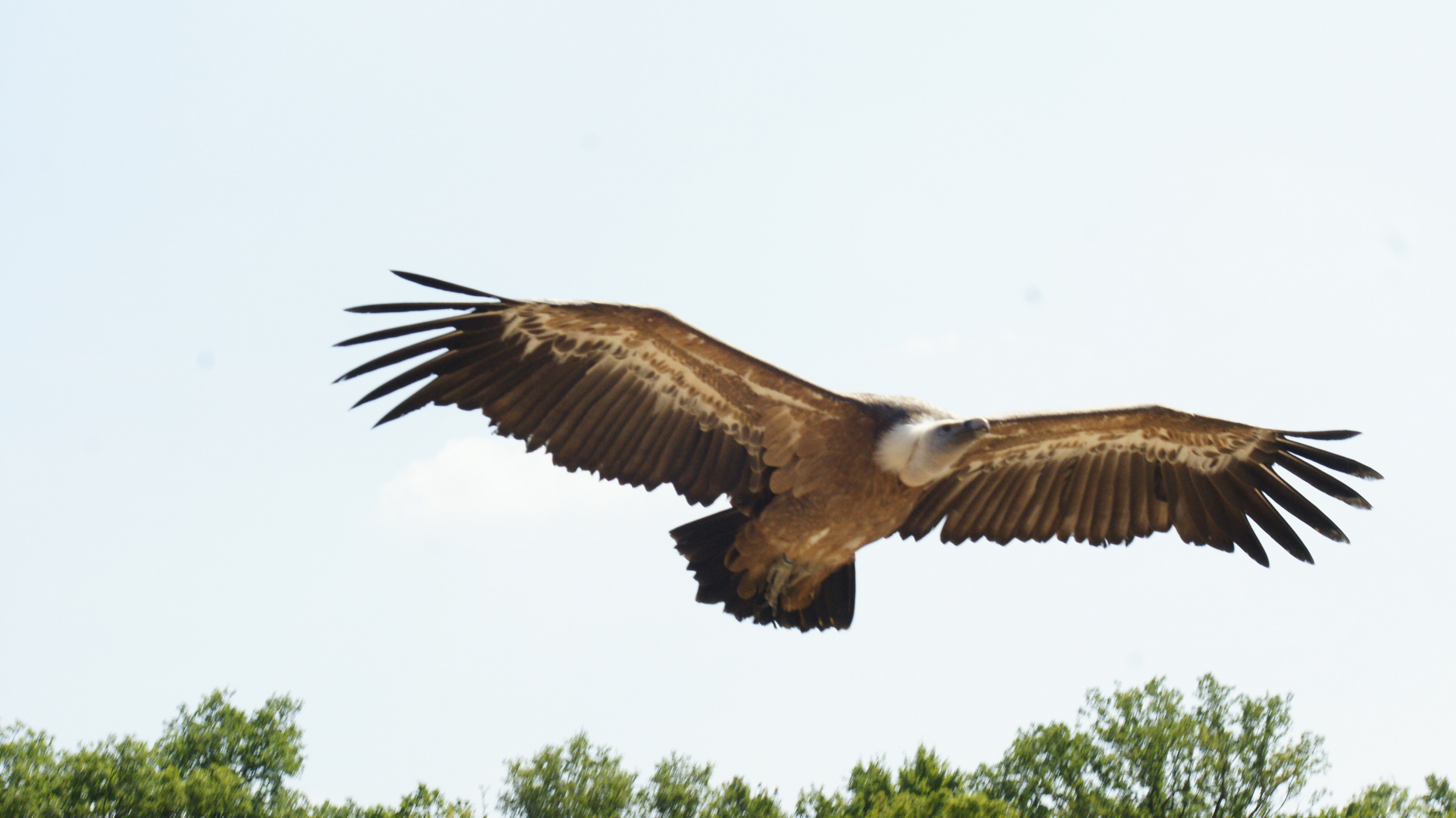 Geier im Anflug....