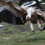 Geier im Anflug