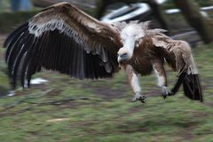 Geier im Anflug